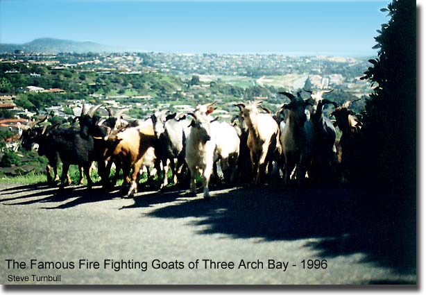 Fire Fighters in Three Arch Bay